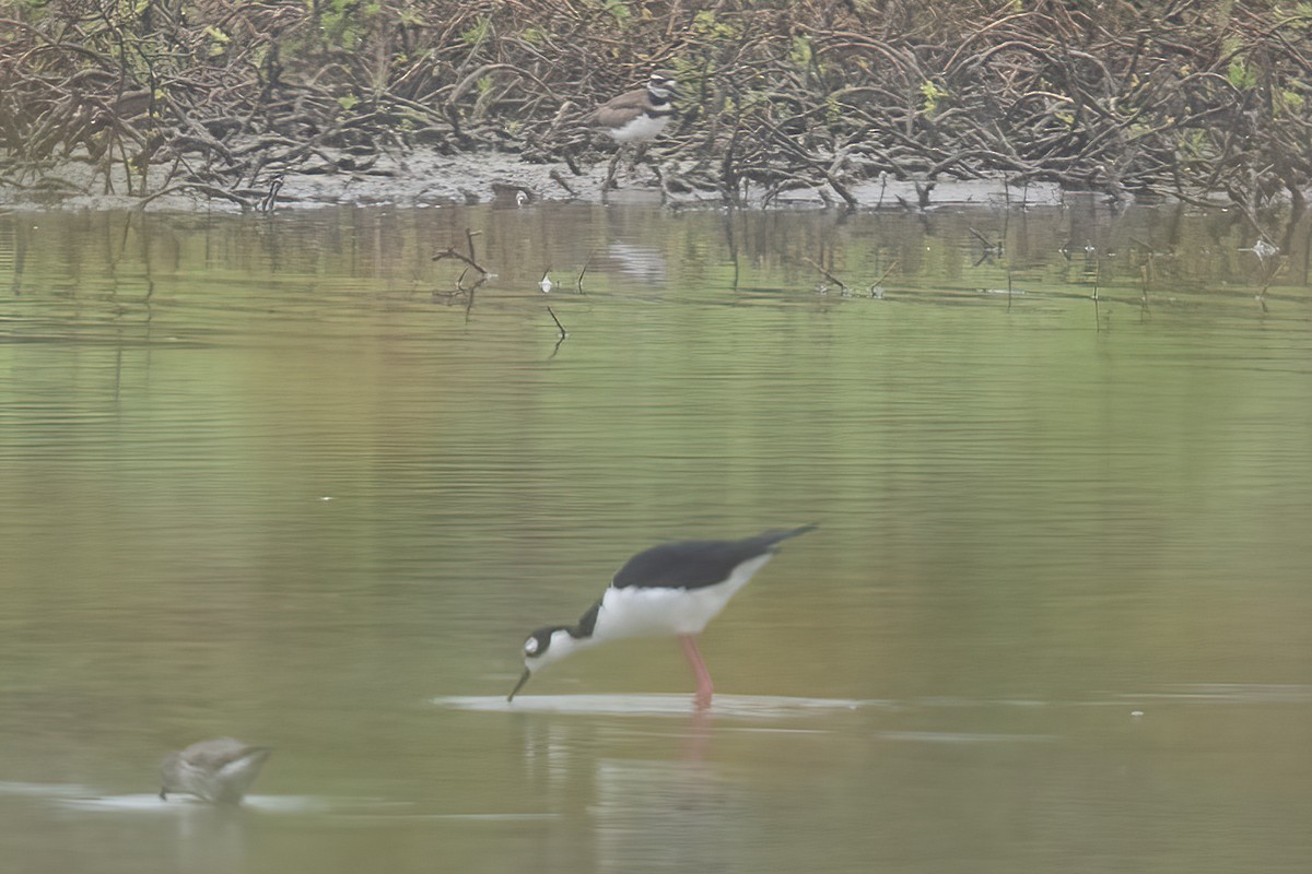 Killdeer - Nige Hartley