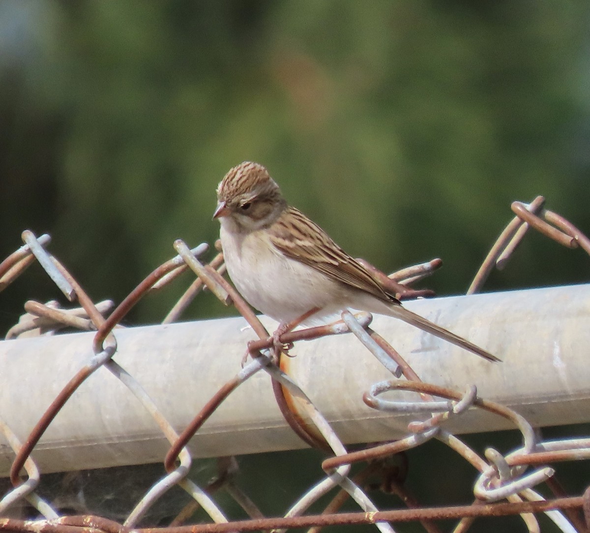 Chipping Sparrow - Becky Turley