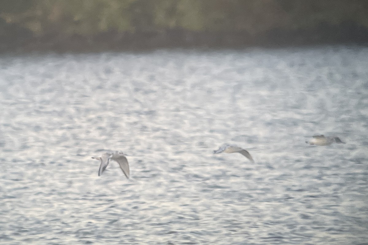 Bonaparte's Gull - ML609903746