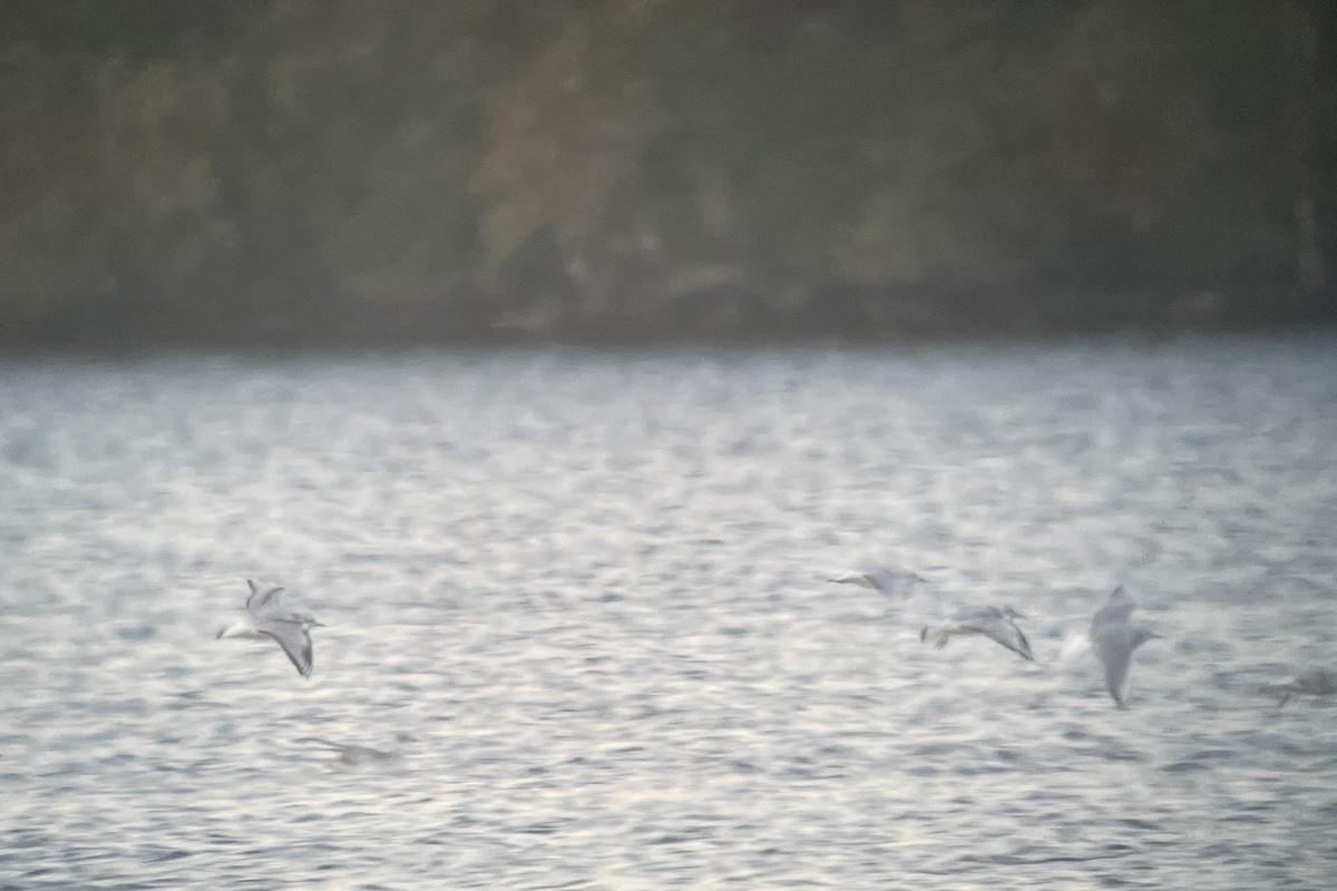 Bonaparte's Gull - ML609903766