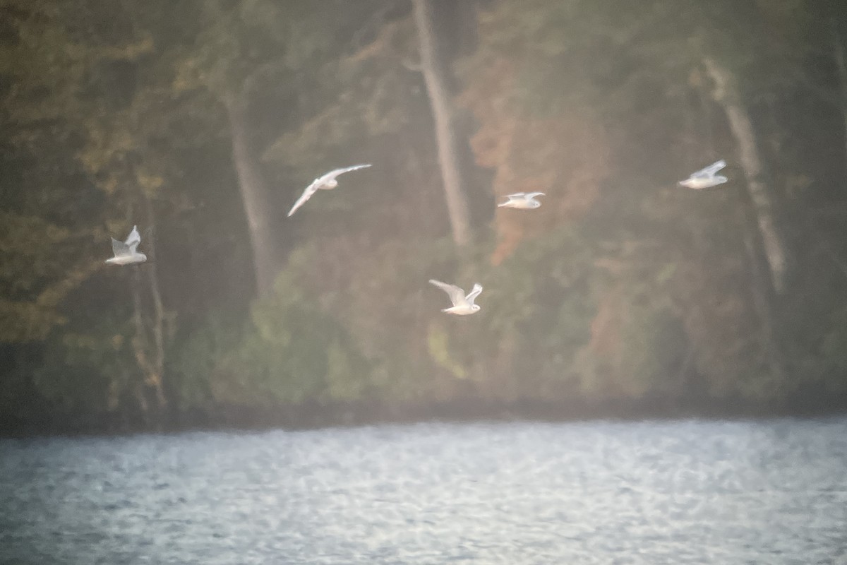 Bonaparte's Gull - ML609903779