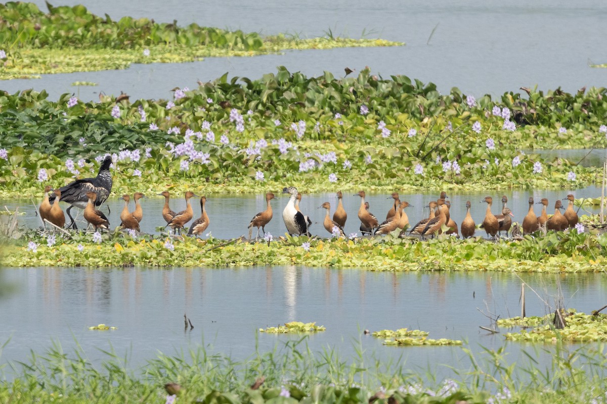 Fulvous Whistling-Duck - ML609903783