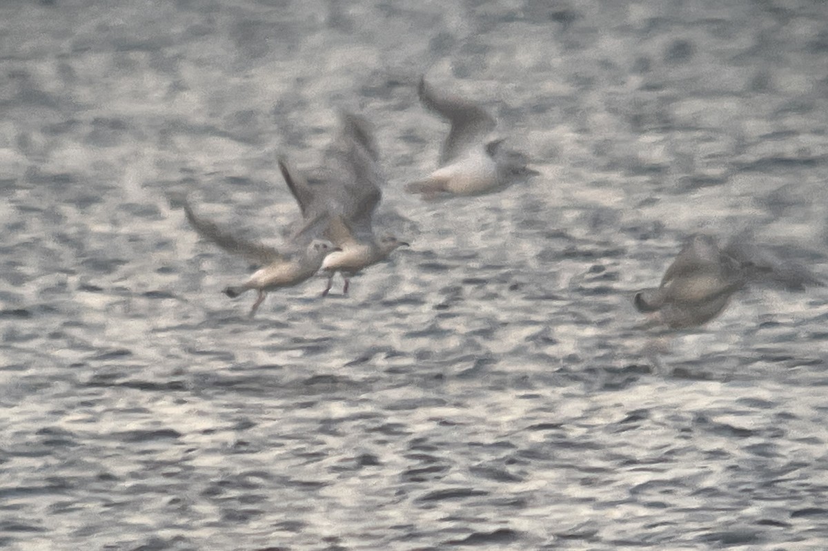 Bonaparte's Gull - ML609903788