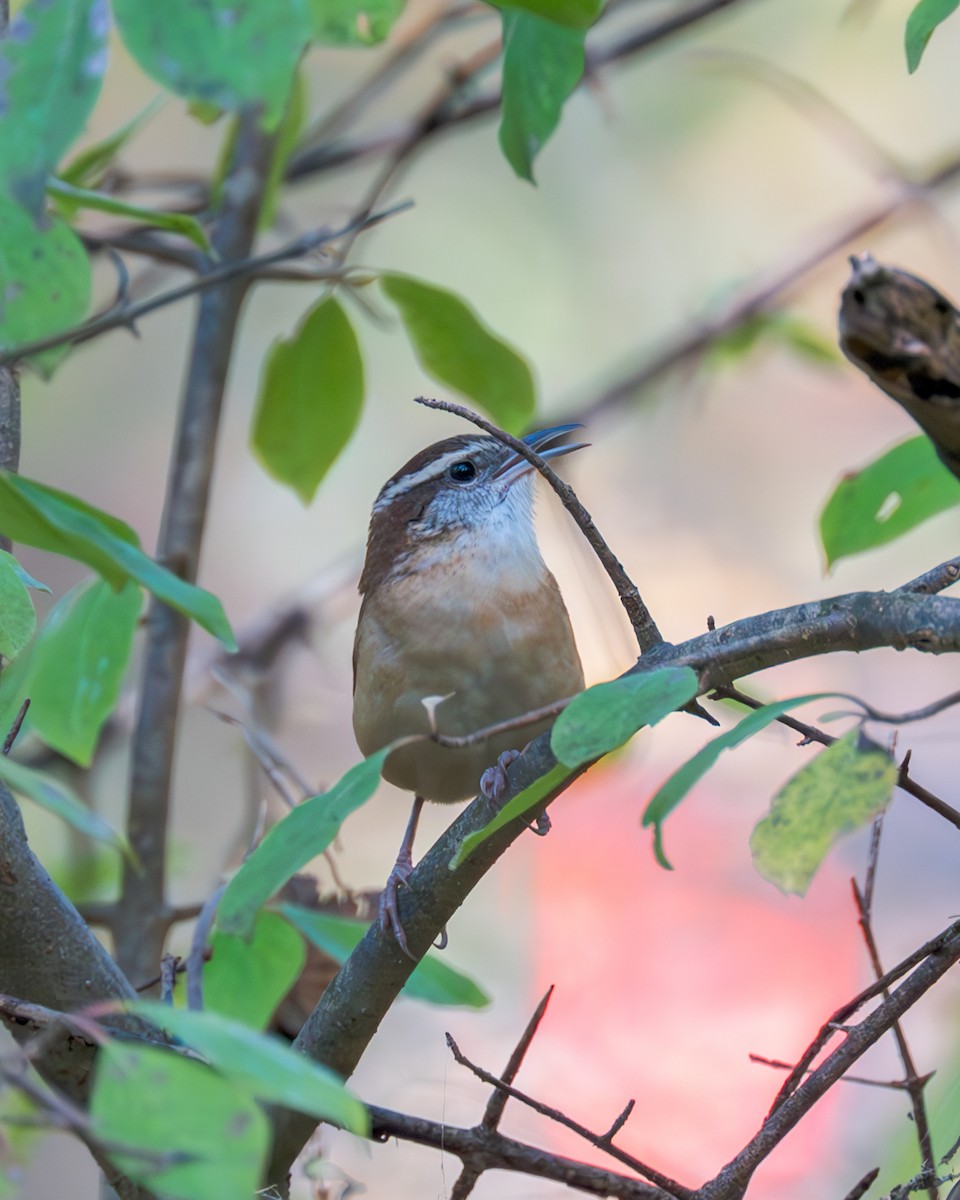 Carolina Wren - ML609903803