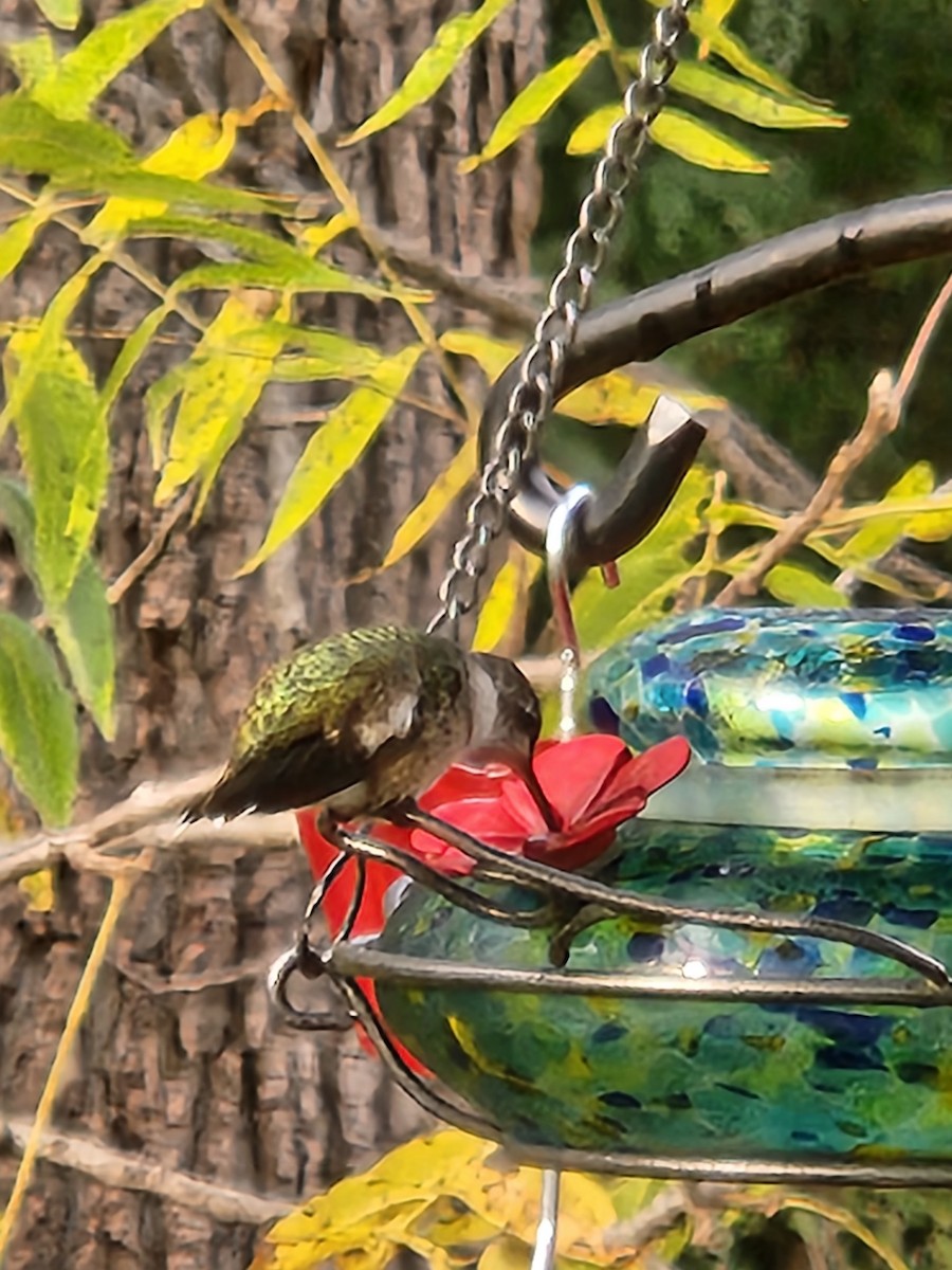 Ruby-throated Hummingbird - ML609903841