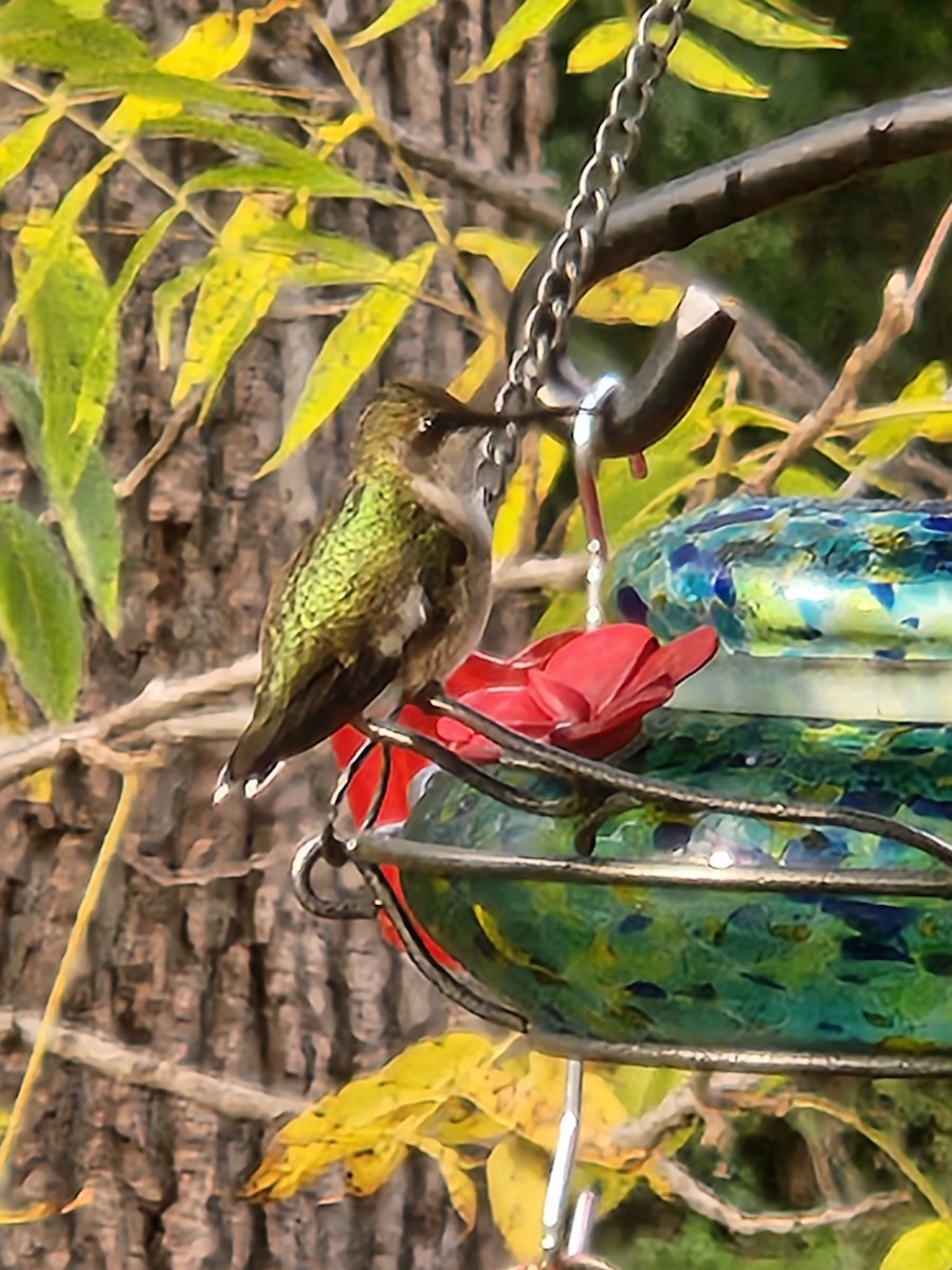 Ruby-throated Hummingbird - ML609903847
