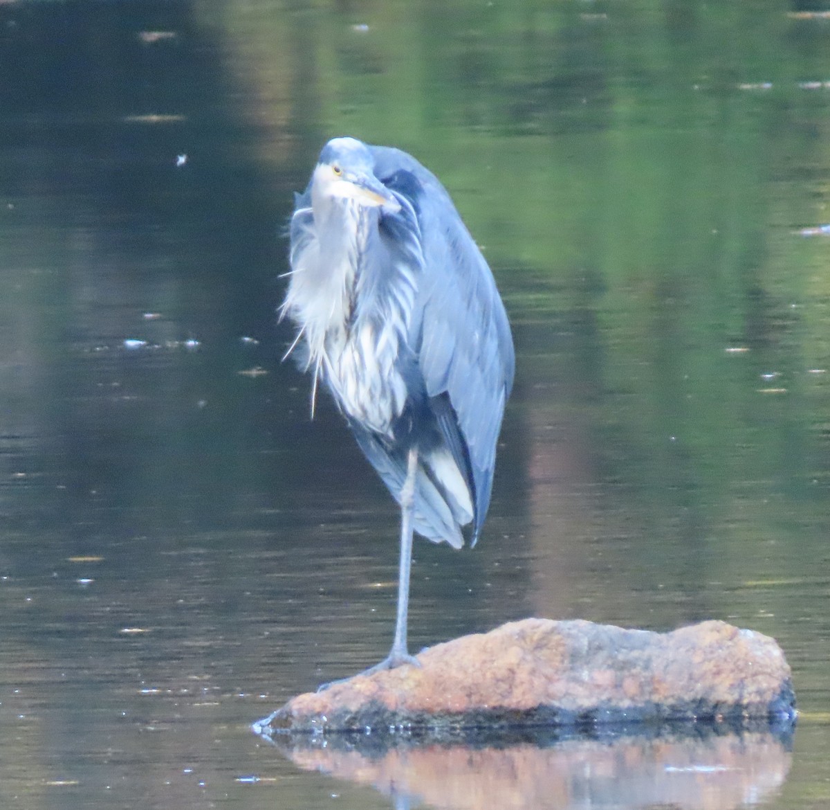 Great Blue Heron - ML609903910