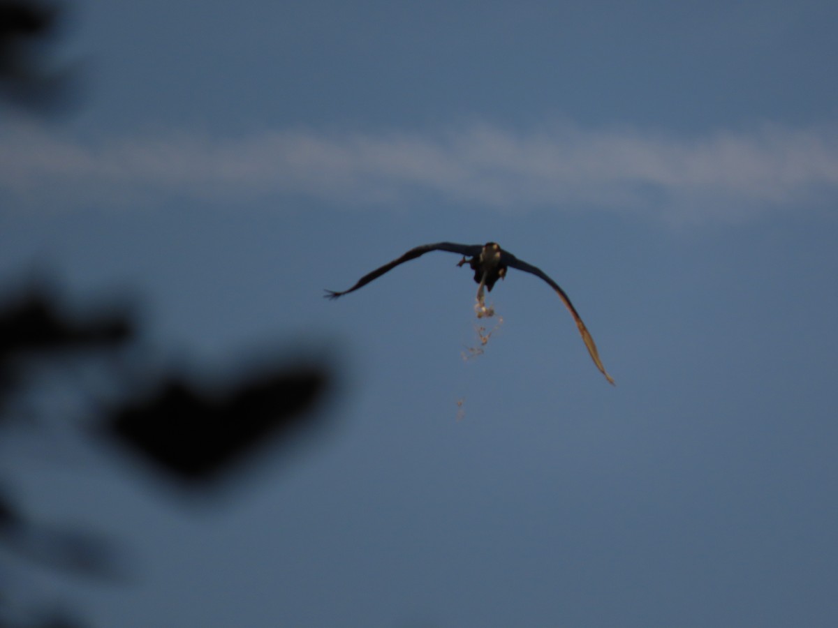 Great Blue Heron - ML609903916