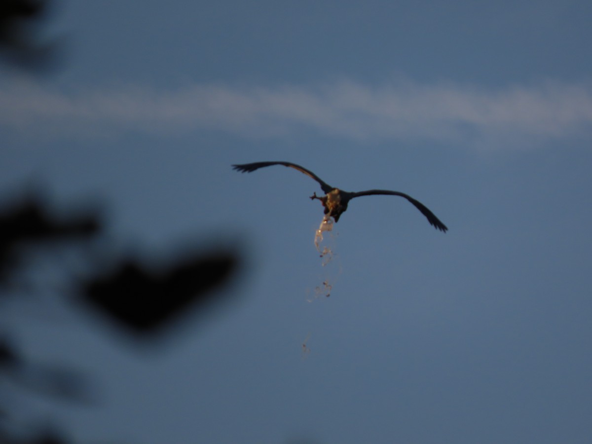 Great Blue Heron - ML609903917