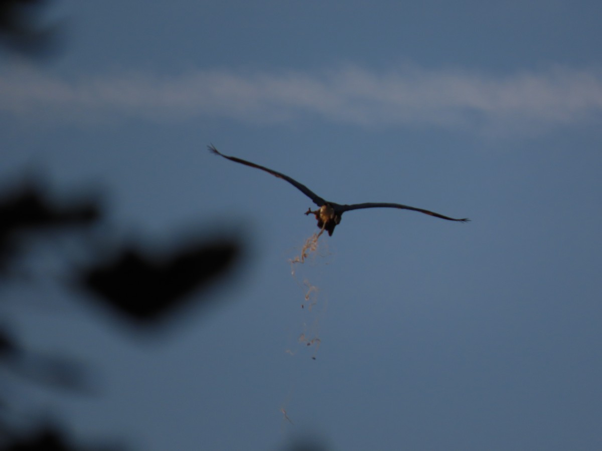 Great Blue Heron - ML609903918