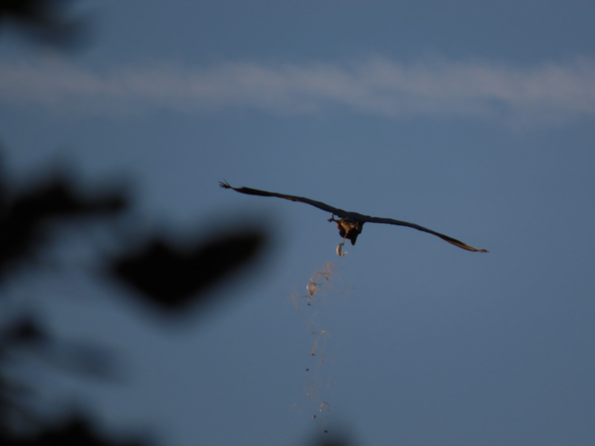 Great Blue Heron - ML609903919