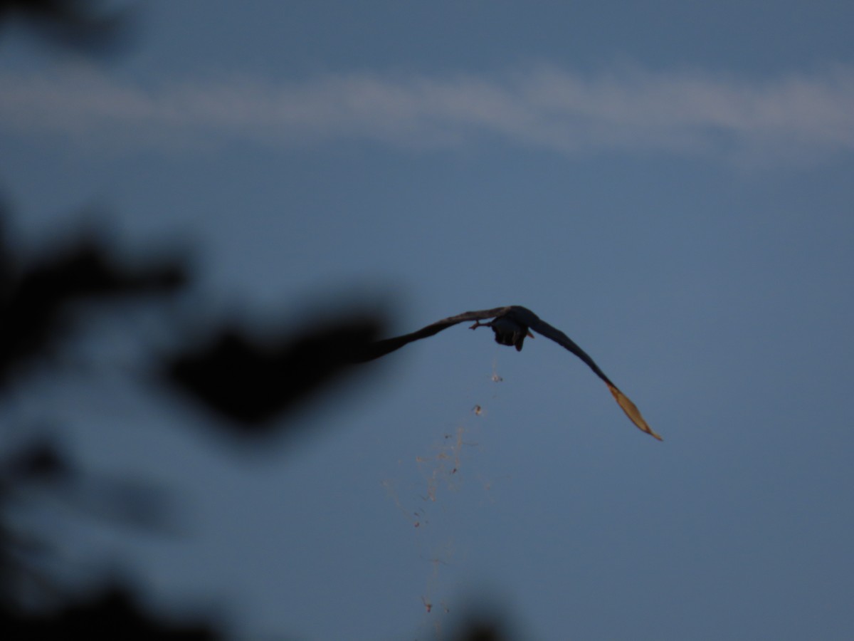 Great Blue Heron - ML609903920