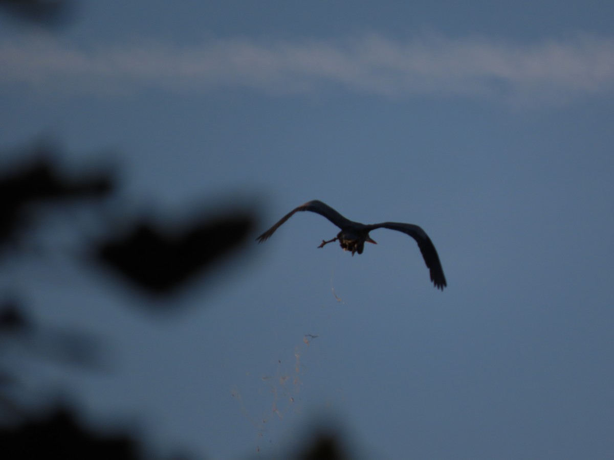 Great Blue Heron - ML609903921