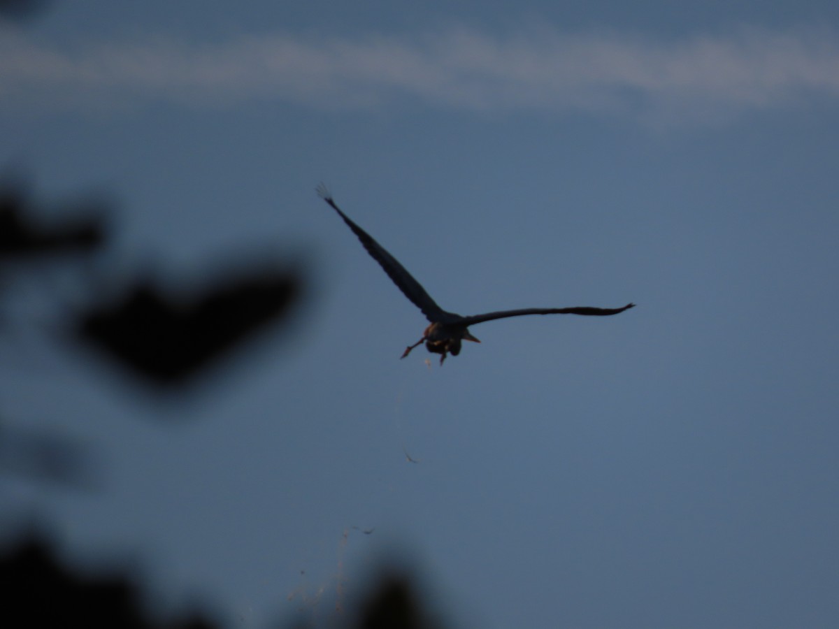 Great Blue Heron - ML609903922