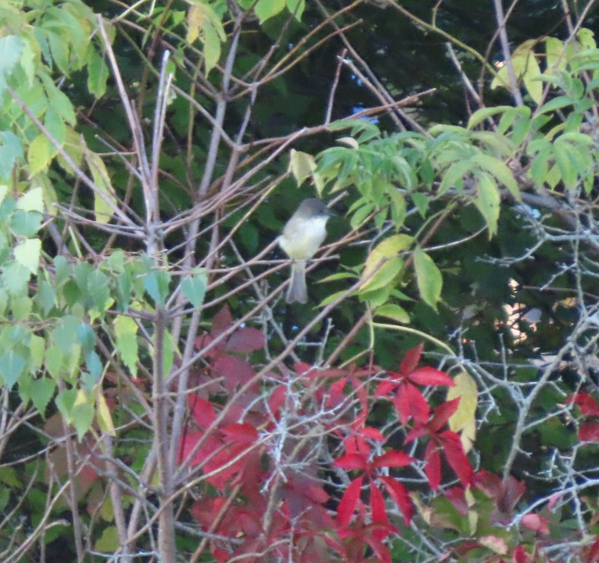 Eastern Phoebe - ML609903928