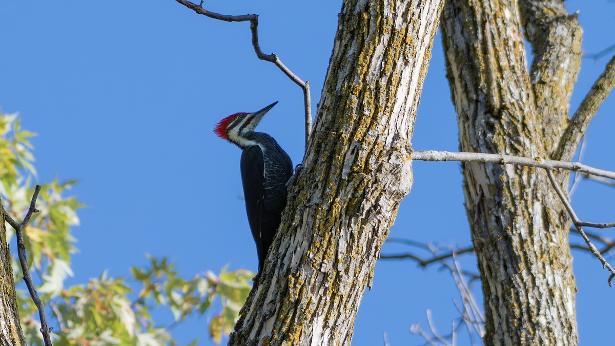 Pileated Woodpecker - ML609903932