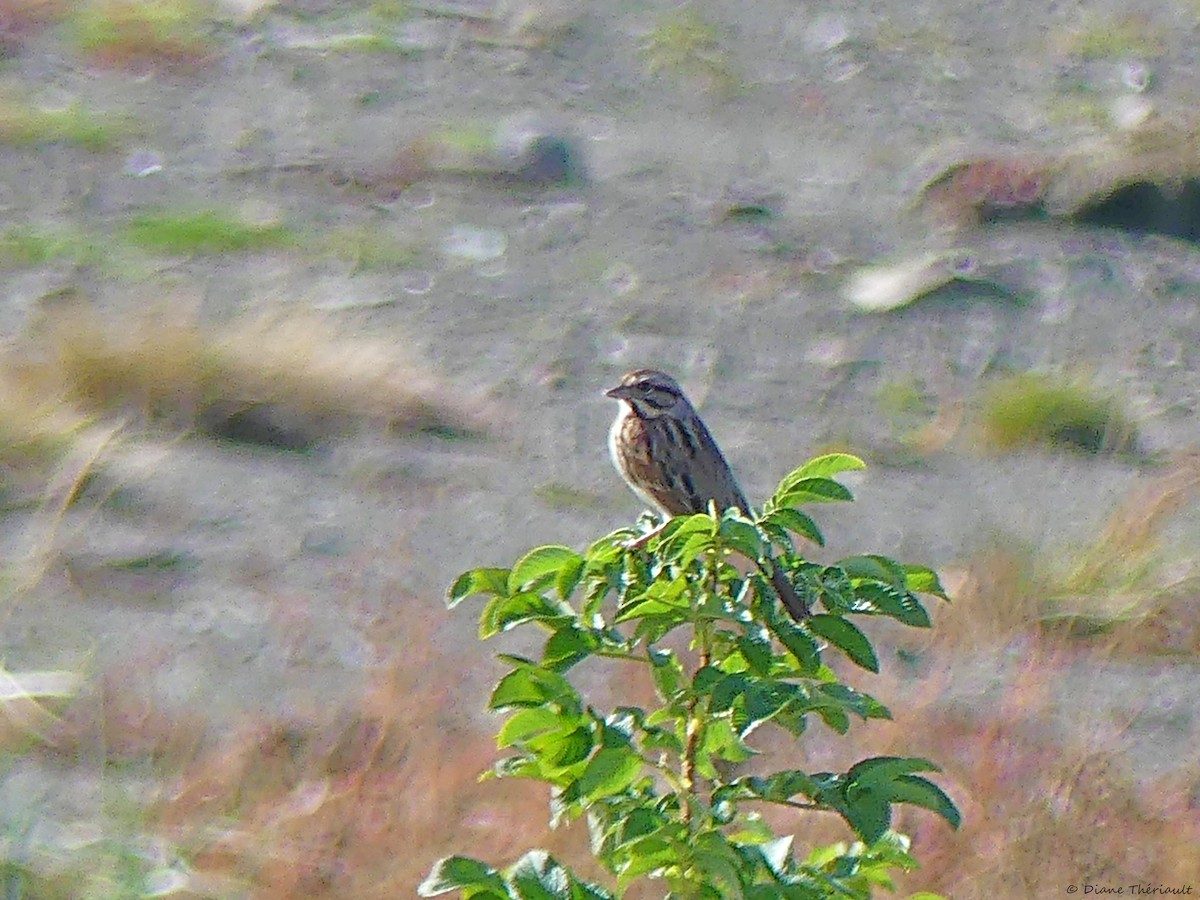 Savannah Sparrow - ML609903954