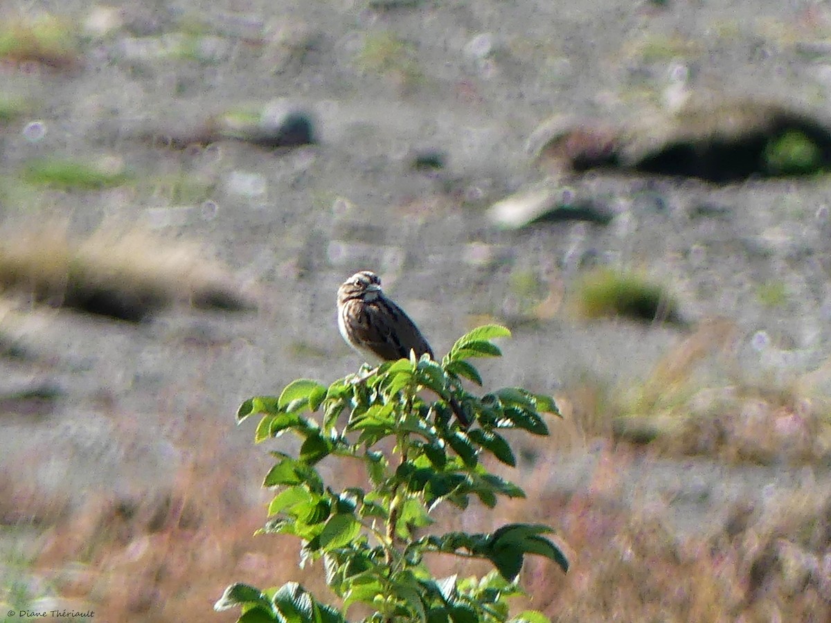 Savannah Sparrow - Diane Thériault