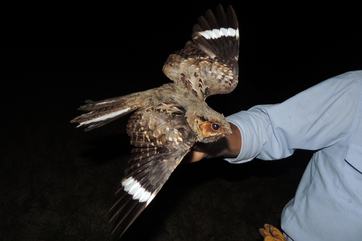 Common Pauraque - Licinio Garrido Hoyos