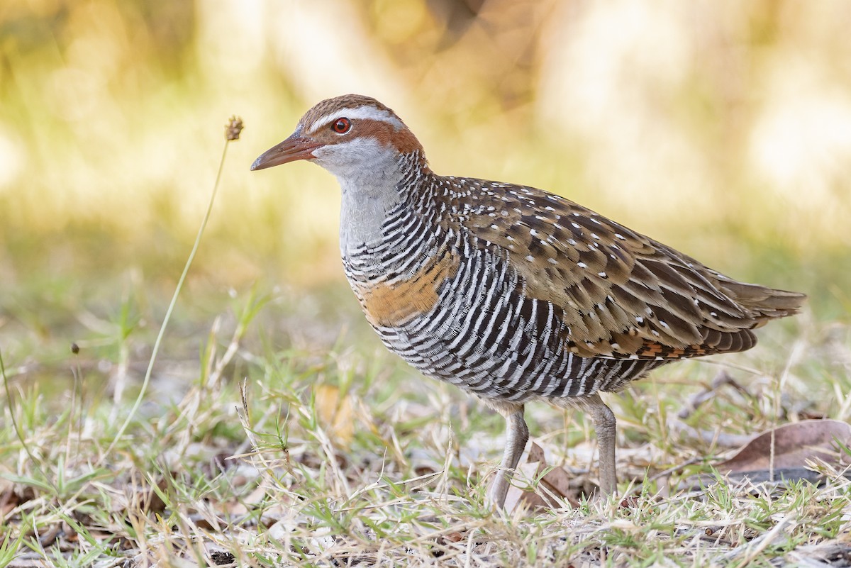 Buff-banded Rail - ML609904143