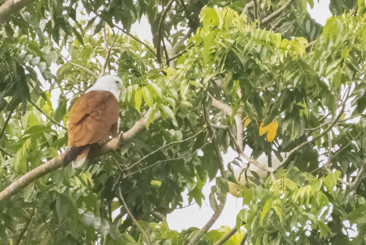 Brahminy Kite - ML609904155