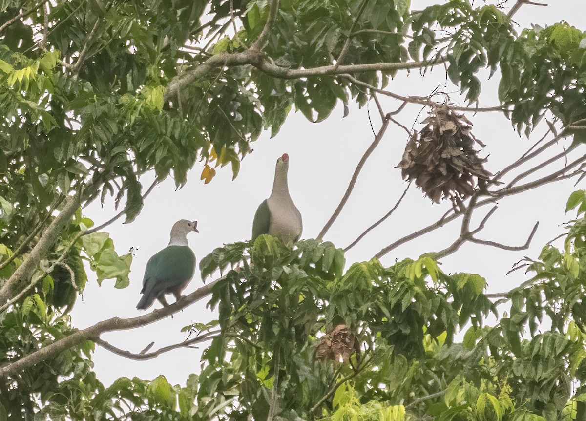 Red-knobbed Imperial-Pigeon - ML609904164