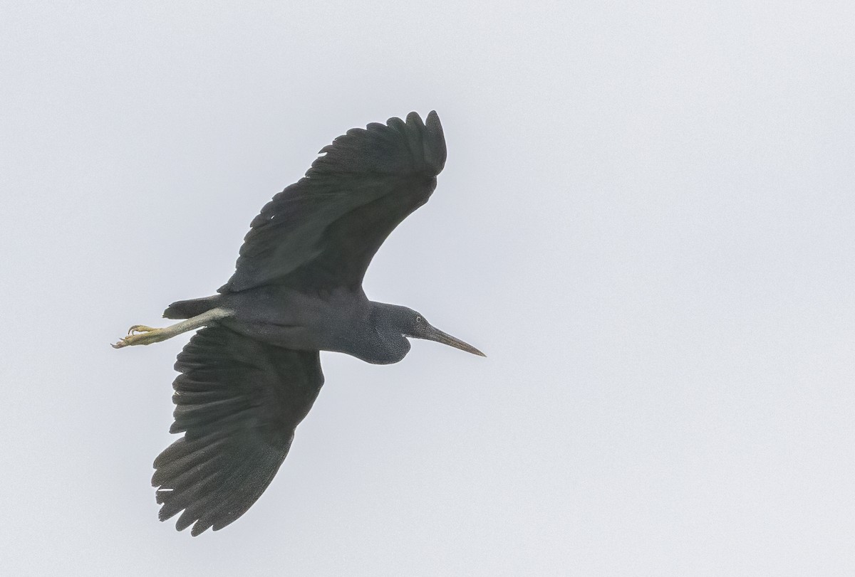 Pacific Reef-Heron - ML609904178