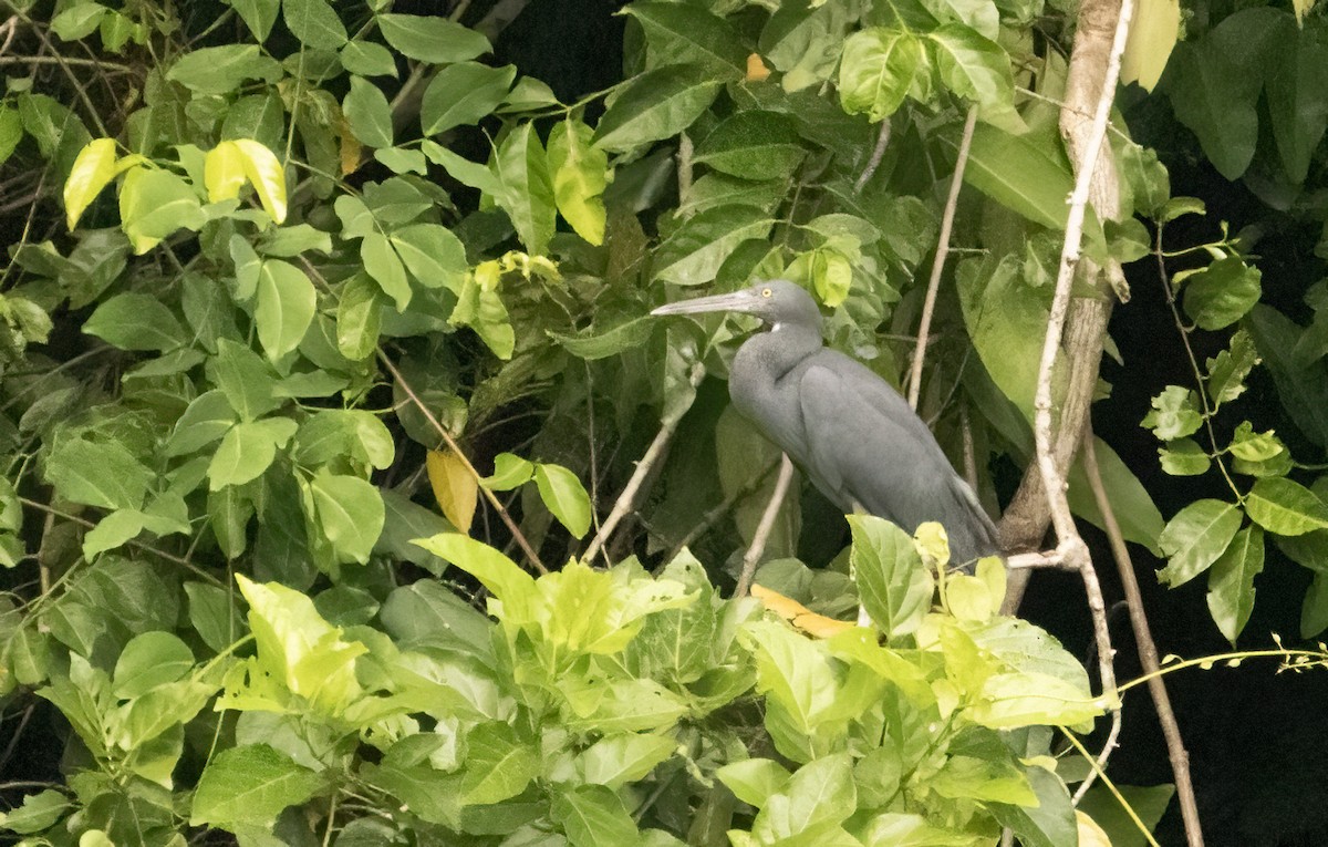 Pacific Reef-Heron - ML609904179