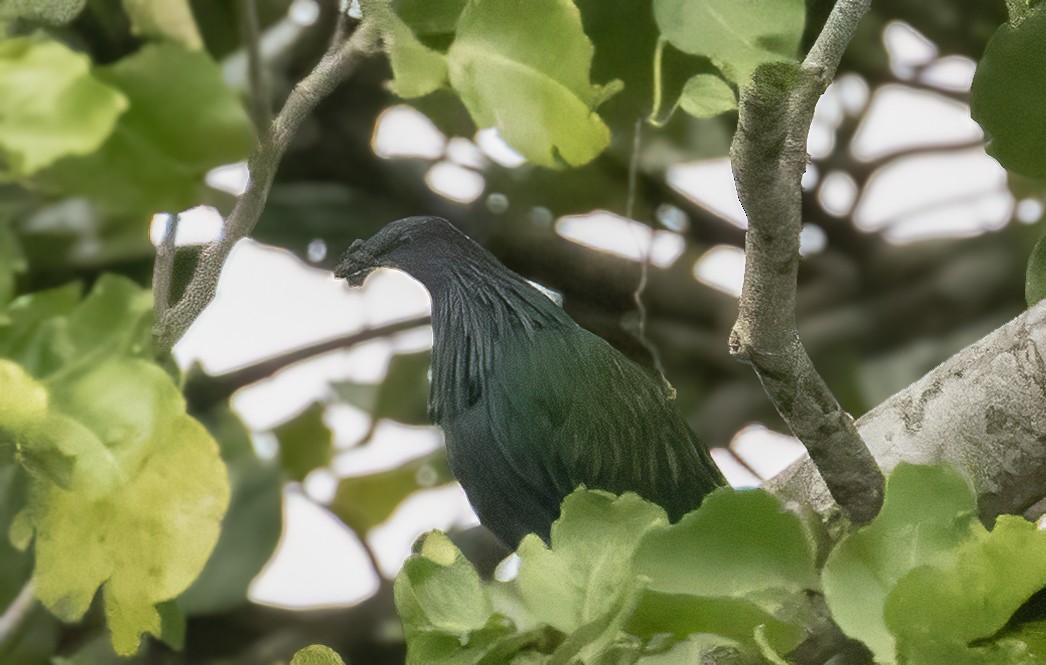 Nicobar Pigeon - ML609904196