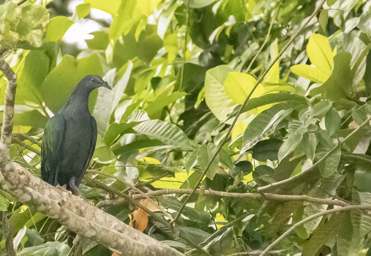 Nicobar Pigeon - ML609904197