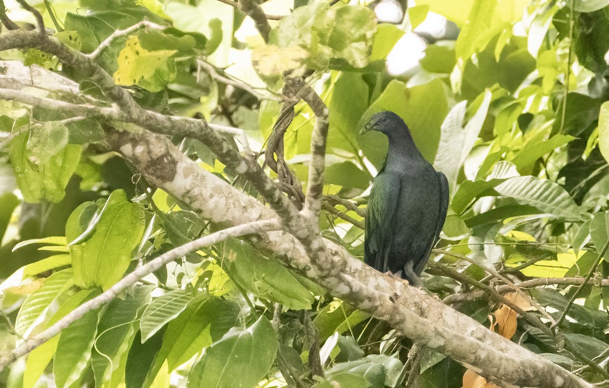 Nicobar Pigeon - ML609904199