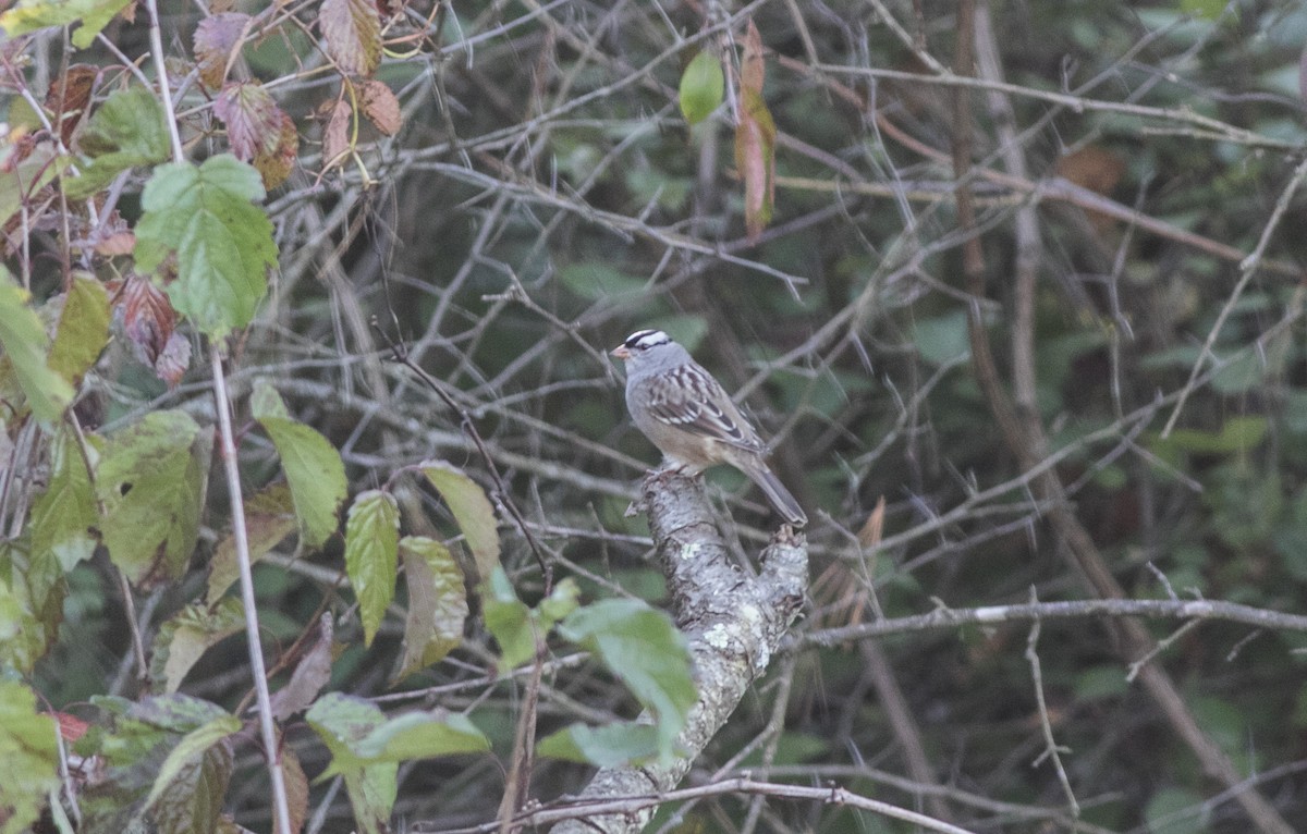 White-crowned Sparrow - ML609904214