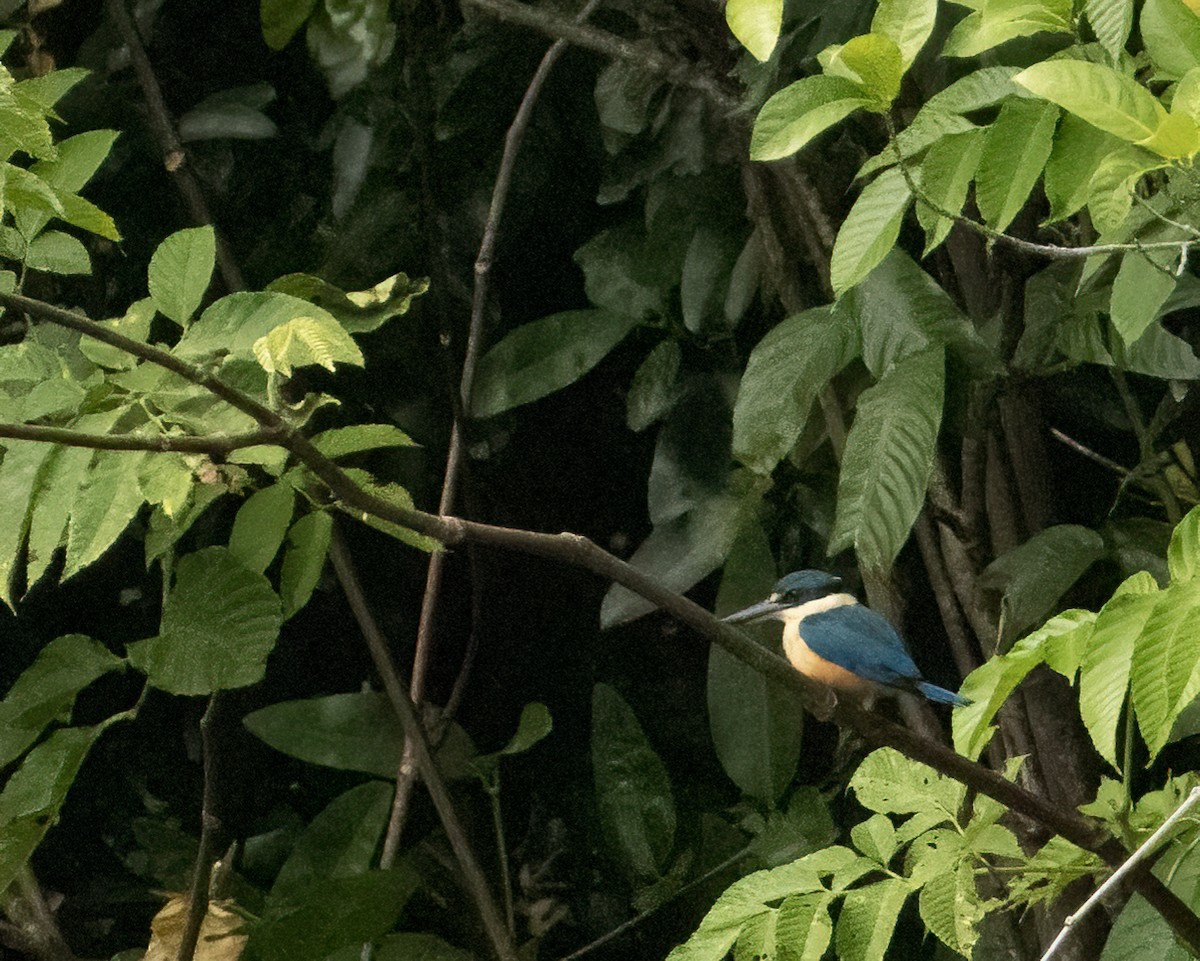 Melanesian Kingfisher - Anne Heyerly