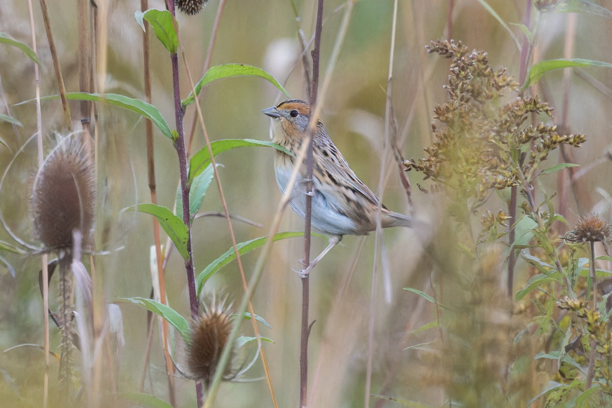 LeConte's Sparrow - ML609904222