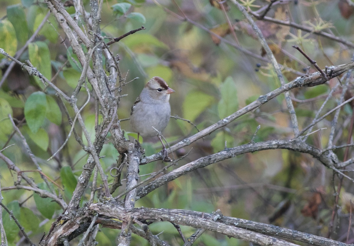White-crowned Sparrow - ML609904224