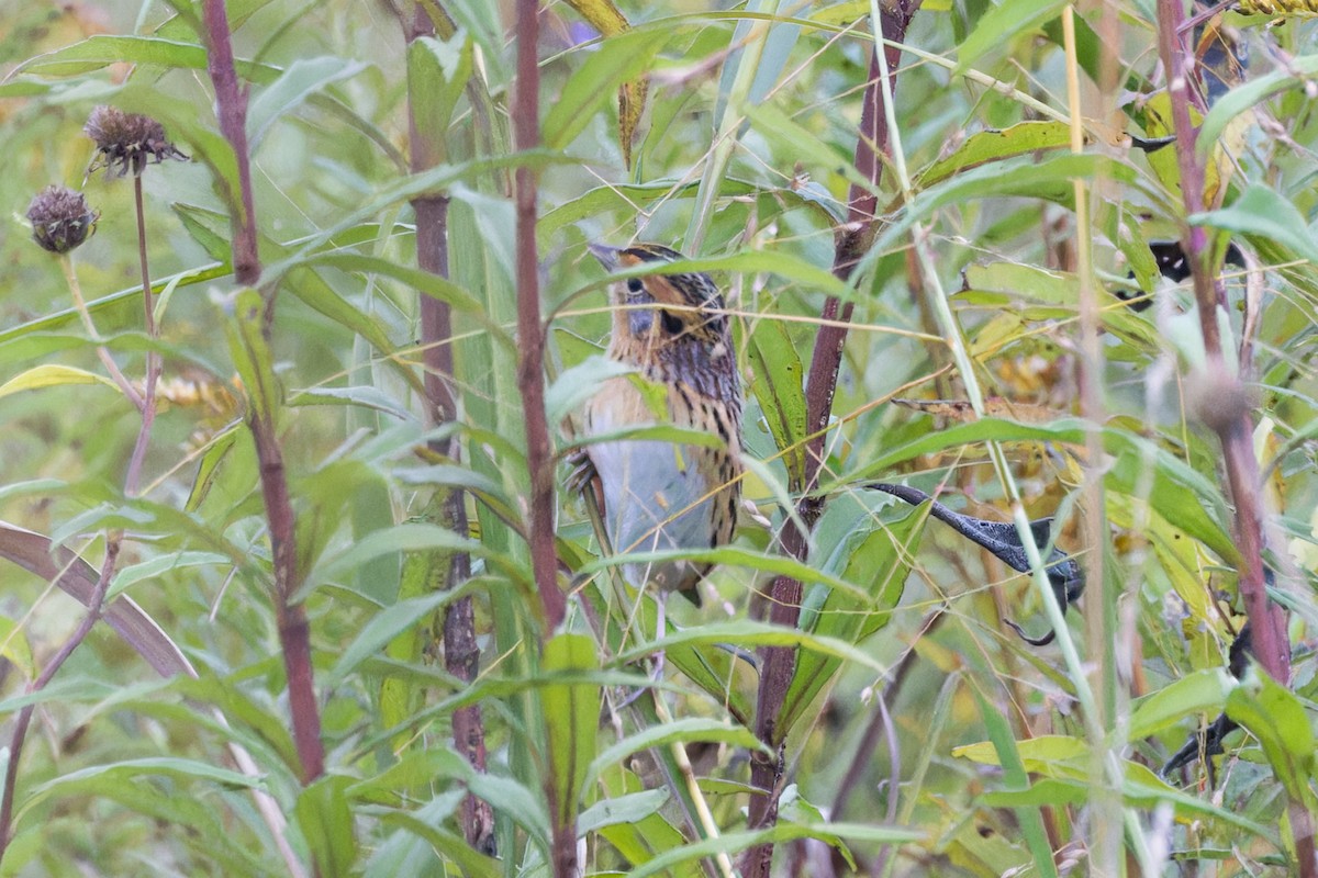 LeConte's Sparrow - ML609904225