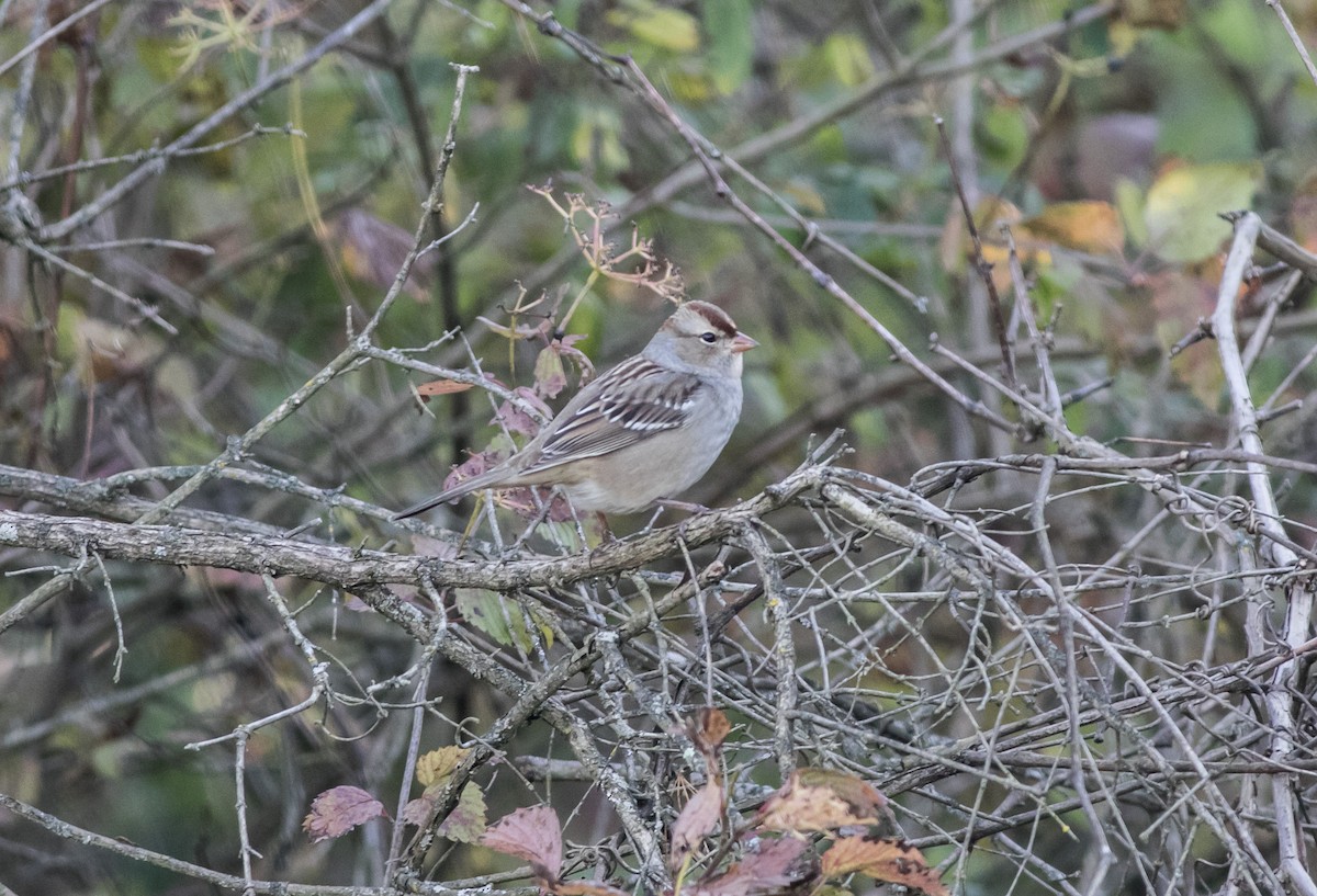 White-crowned Sparrow - ML609904237