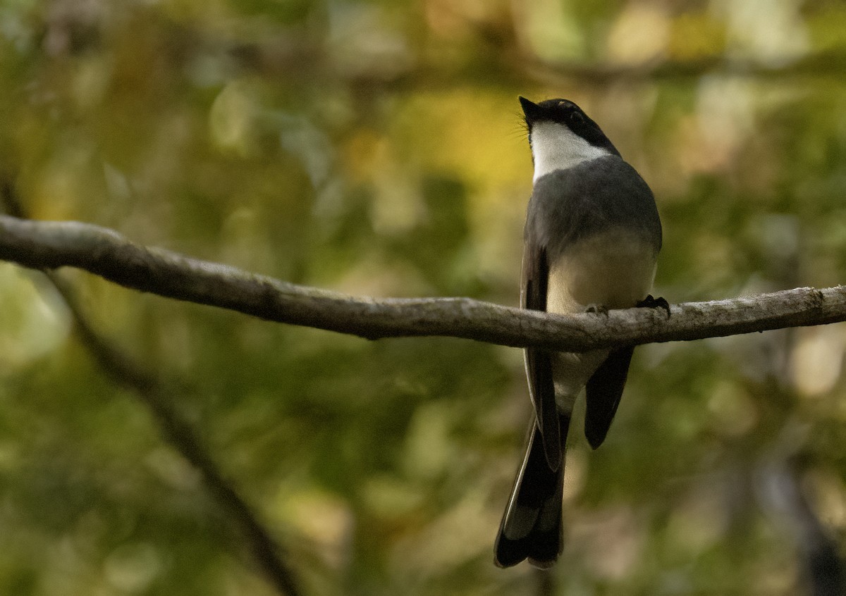 Northern Fantail - Anne Heyerly