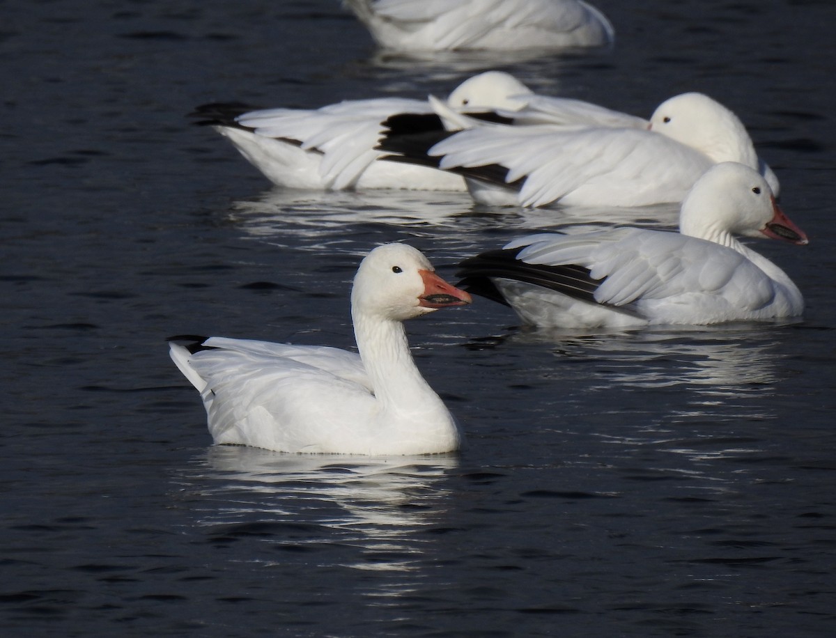 Oie des neiges - ML609904497