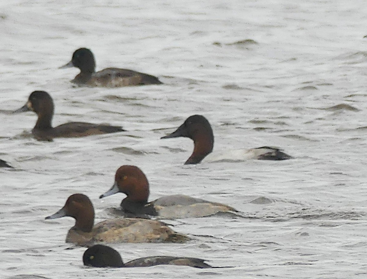 Canvasback - ML609904541