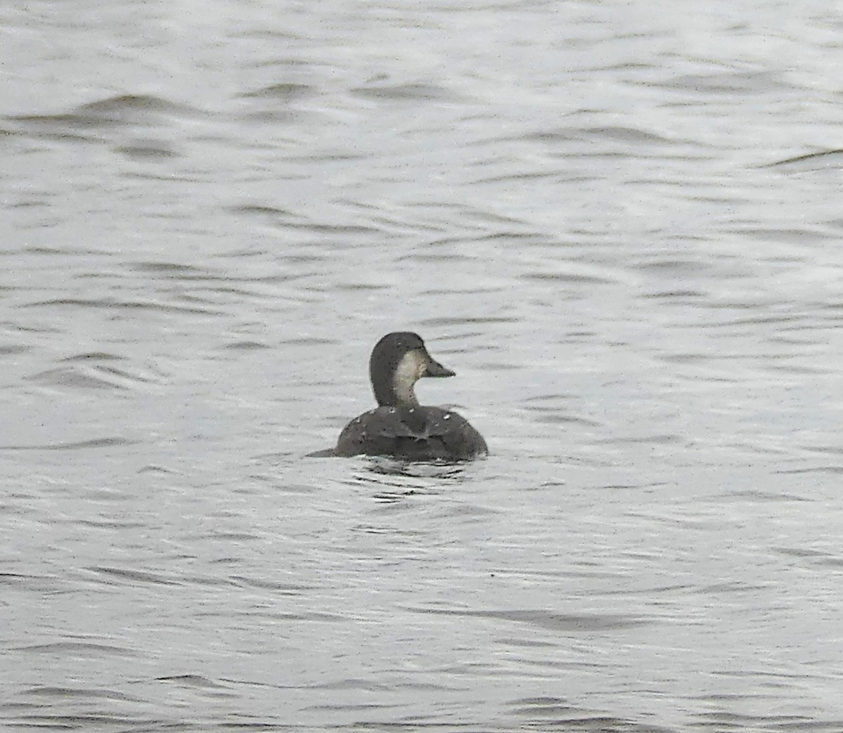 Black Scoter - ML609904563