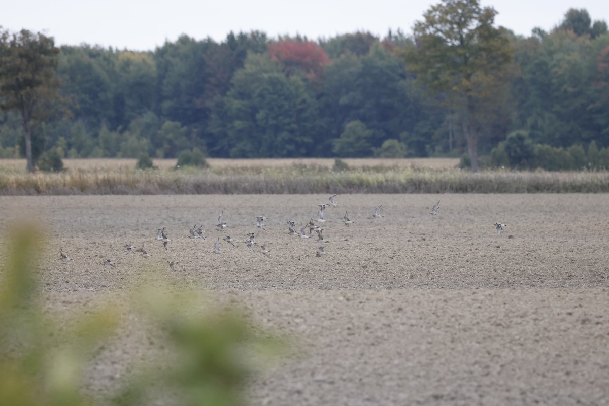 American Golden-Plover - ML609904757