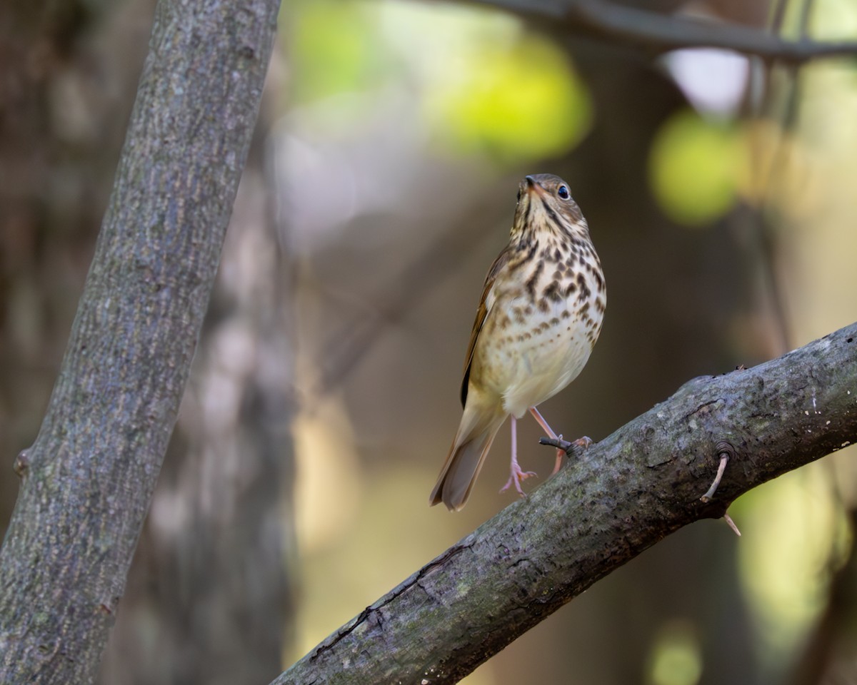 Hermit Thrush - ML609904781