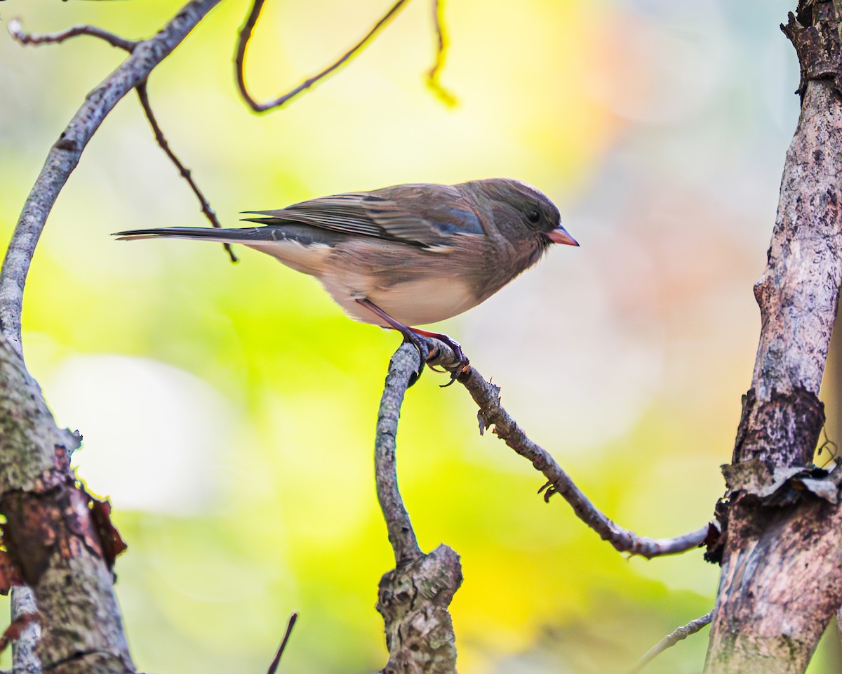 Dark-eyed Junco - Peter Rosario