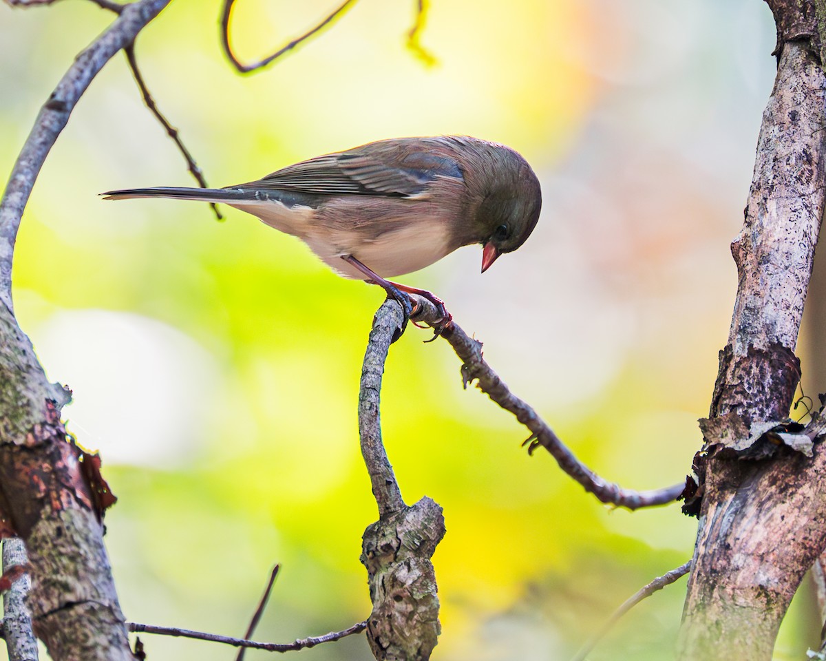 Junco ardoisé - ML609904795