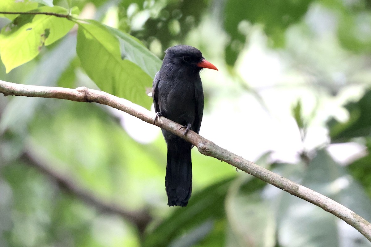 Black-fronted Nunbird - ML609904932