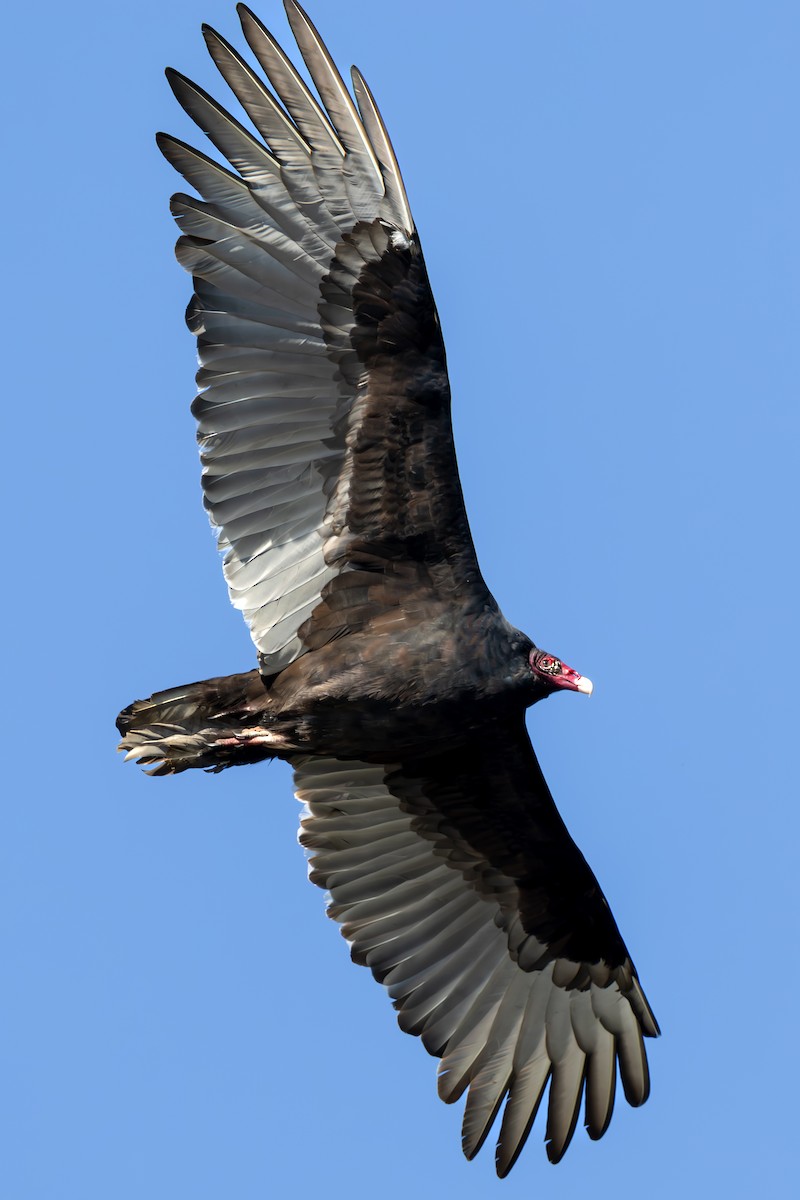 Turkey Vulture - ML609905103