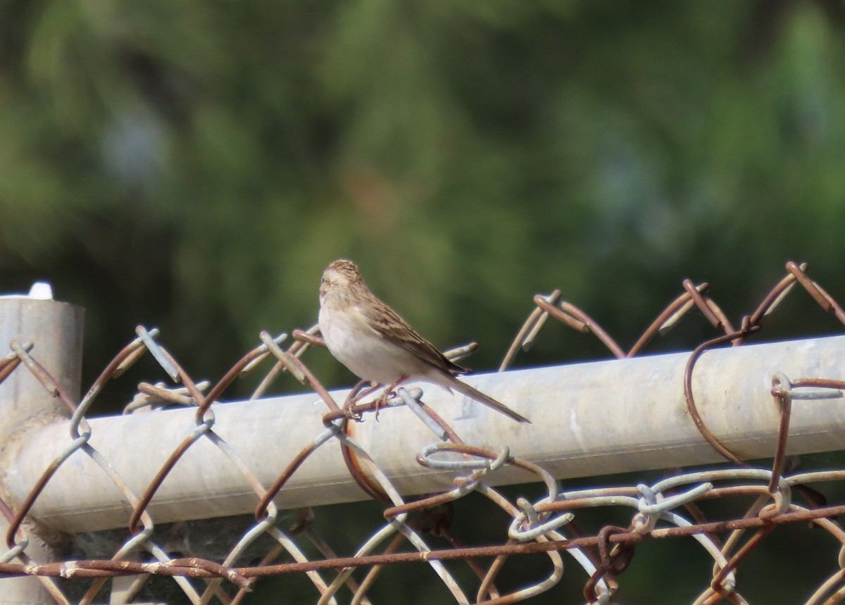 Chipping Sparrow - ML609905131