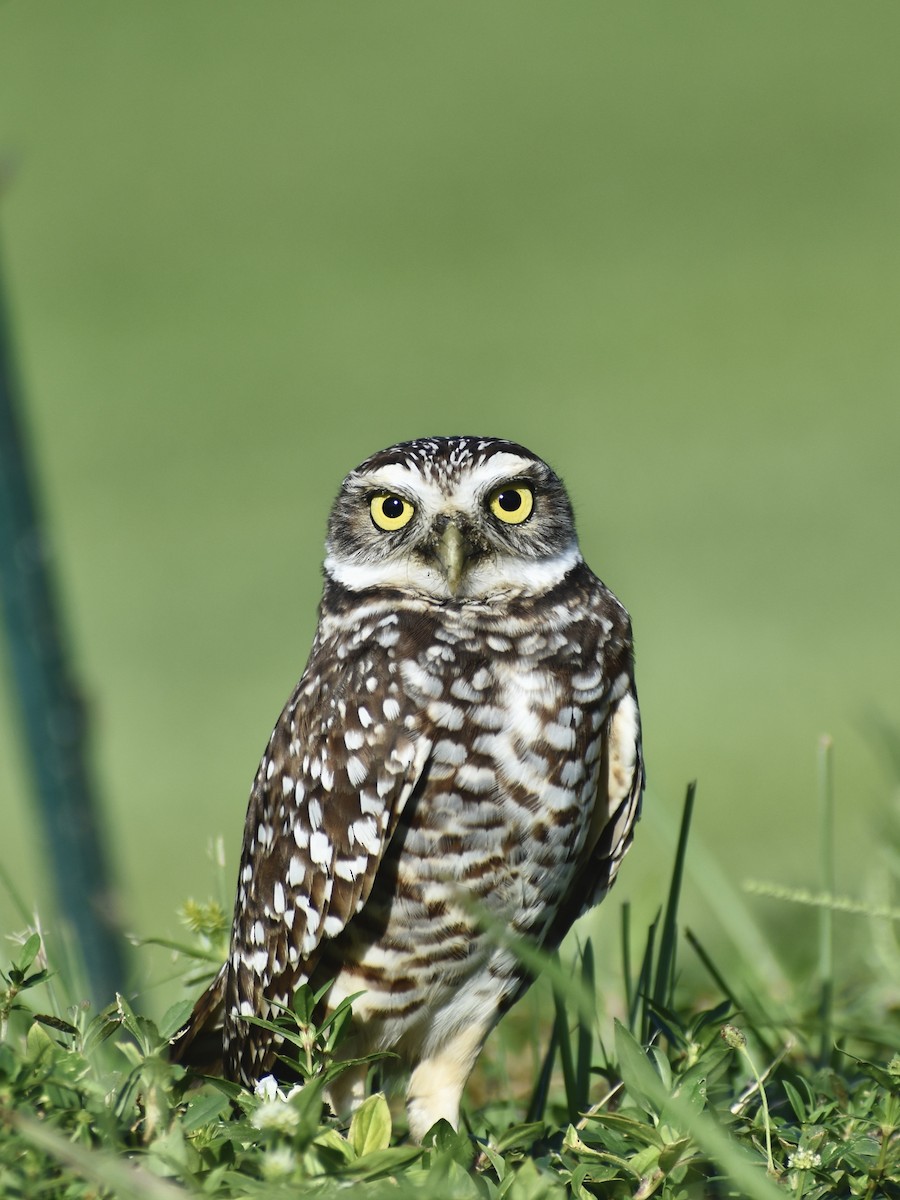 Burrowing Owl (Florida) - ML609905135