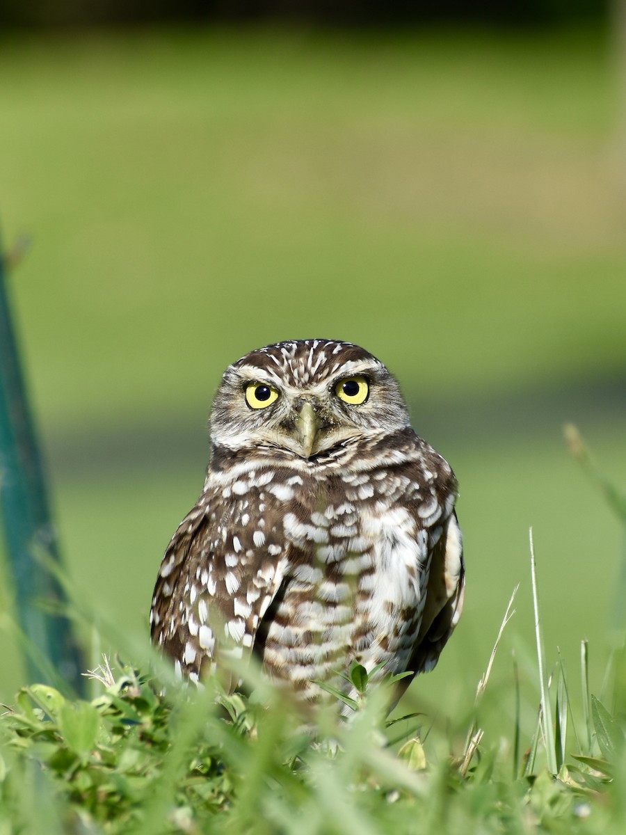 Burrowing Owl (Florida) - ML609905136